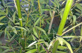 A bambusz az egyik legértékesebb gyógynövényünk a világon