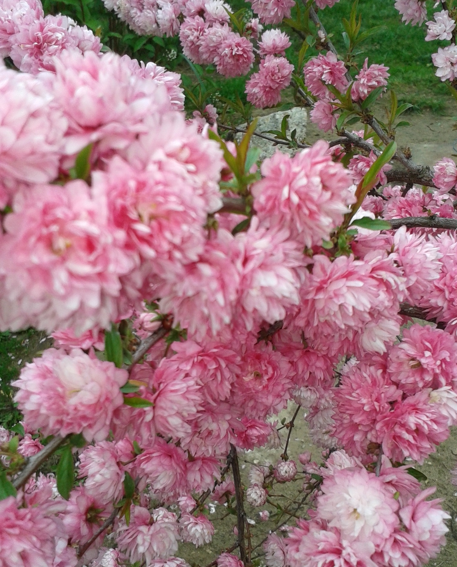 kiskertemben, tavaszi cserjék, áprilisban virágzó cserje, babarózsa