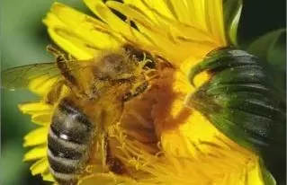 Apiterápia - gyógyító termékek a méhektől