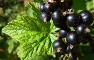 Fekete ribiszke levelének gyógyhatásai