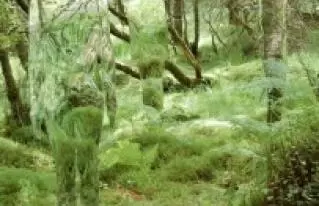 Rob Mulholland szobrászművész tükörszobrai az erdőben